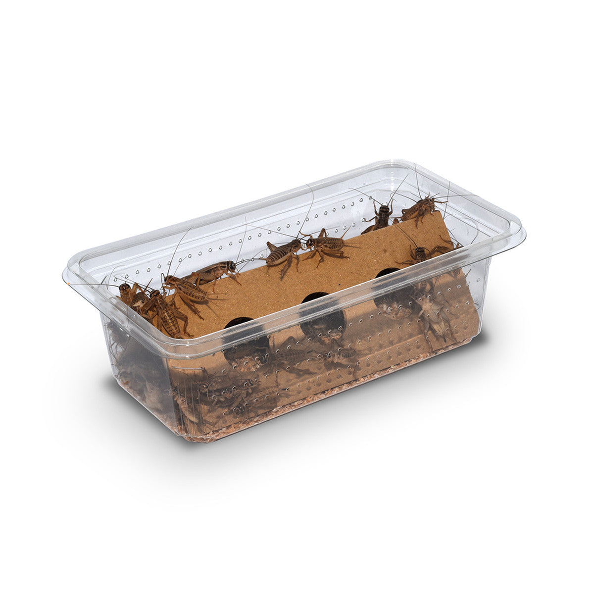 Brown House Crickets – Reptile Lifeline