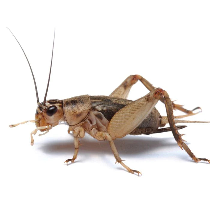 Brown House Crickets