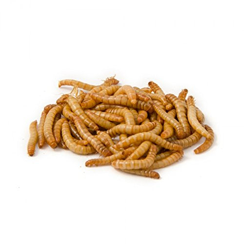 Regular Mealworms